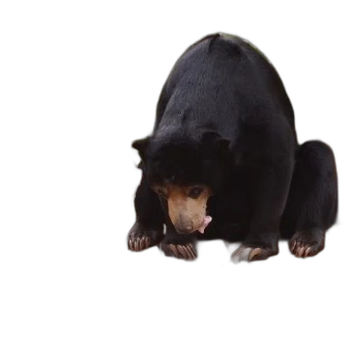 animal, creature, hat, staff, 3d render, concept art, black, bear transparent PNG cut-out