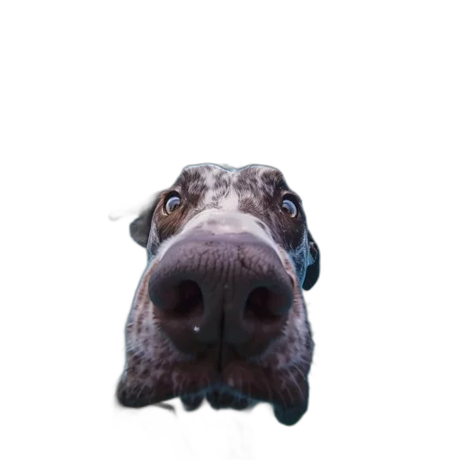 animal, face, creature, staff, photorealistic, 3d render, concept art, cartoon transparent PNG cut-out