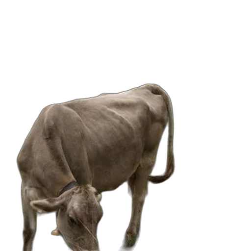 animal, creature, staff, food transparent PNG cut-out