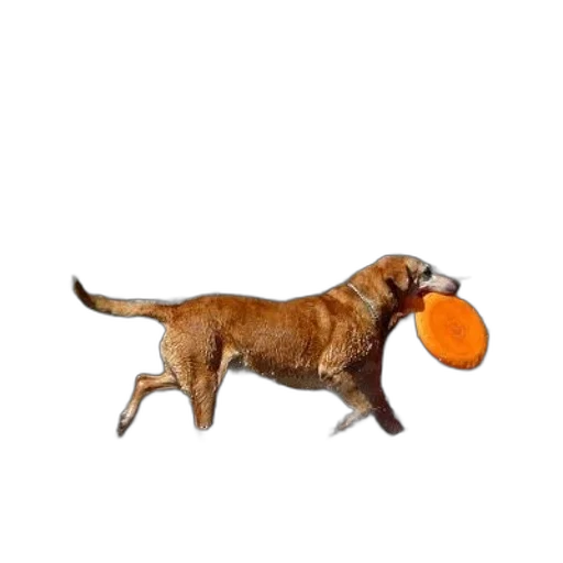 animal, creature, staff, weapon, photorealistic, 3d render, brown, dog transparent PNG cut-out