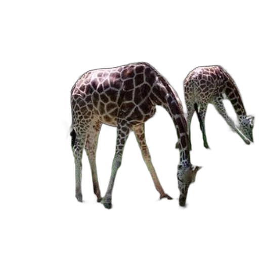 animal, creature, umbrella, furniture, 3d render, concept art, photorealistic, pixel art transparent PNG cut-out