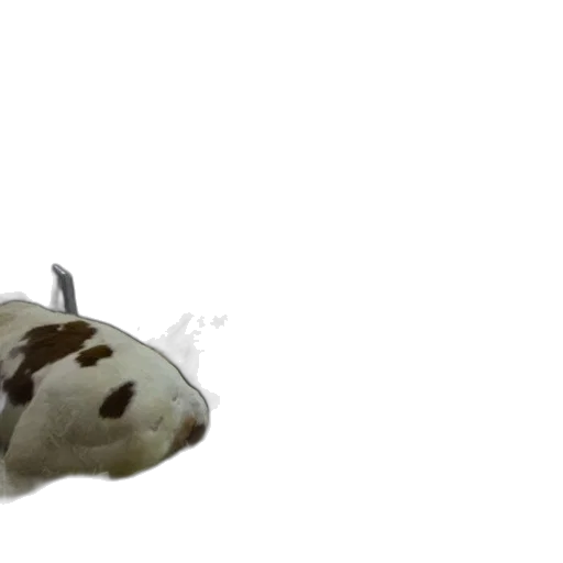 animal, food, creature, shoes, 3d render, photorealistic, concept art, underwater transparent PNG cut-out