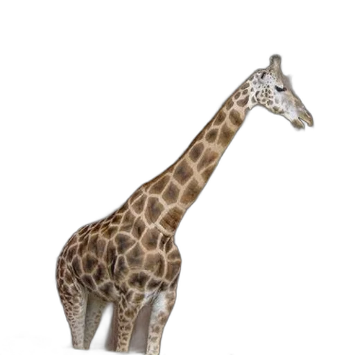 animal, creature, staff, weapon, 3d render, photorealistic, concept art, giraffe transparent PNG cut-out
