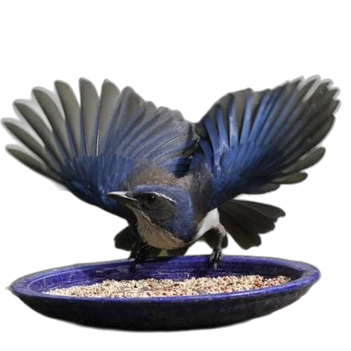 jewelry, 3d render, photorealistic, blue, bird, outstretched, wings, perches transparent PNG cut-out