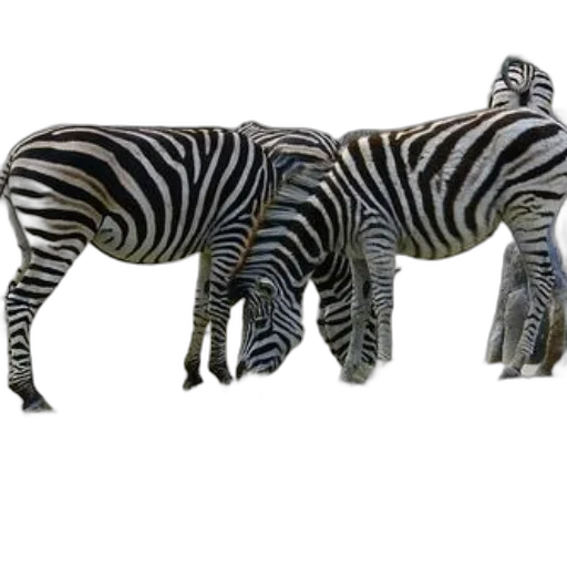 animal, furniture, creature, jewelry, 3d render, concept art, photorealistic, monochrome transparent PNG cut-out