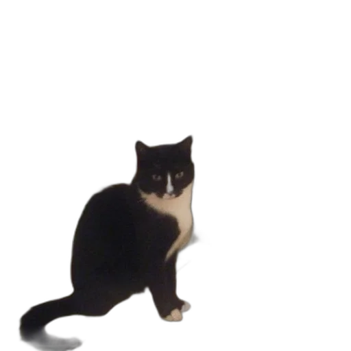 animal, staff, creature, robot transparent PNG cut-out