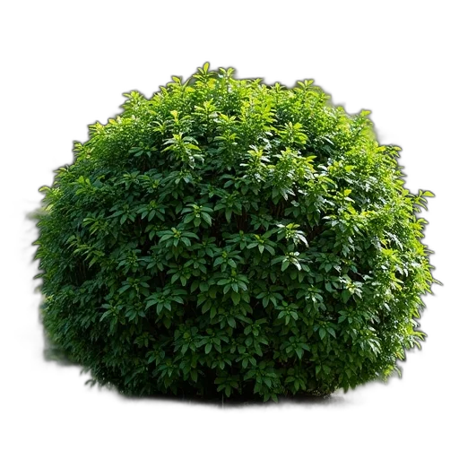 tree, crown, hair, hat transparent PNG cut-out