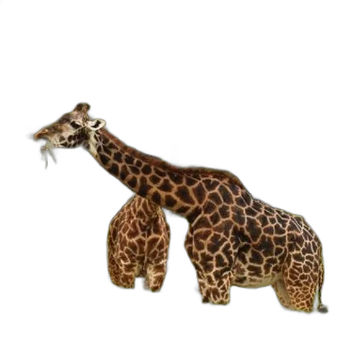 animal, creature, weapon, staff, 3d render, concept art, photorealistic, two transparent PNG cut-out