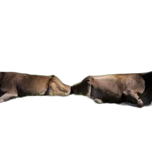 animal, staff, shoes, jewelry, photorealistic, 3d render, concept art, underwater transparent PNG cut-out