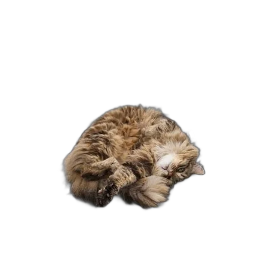 animal, hat, hair, creature, photorealistic, 3d render, fluffy, cat transparent PNG cut-out