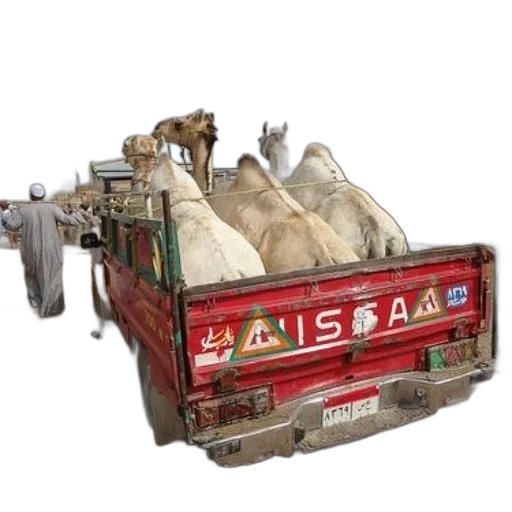 car, animal, weapon, food, red, truck, camels, back transparent PNG cut-out