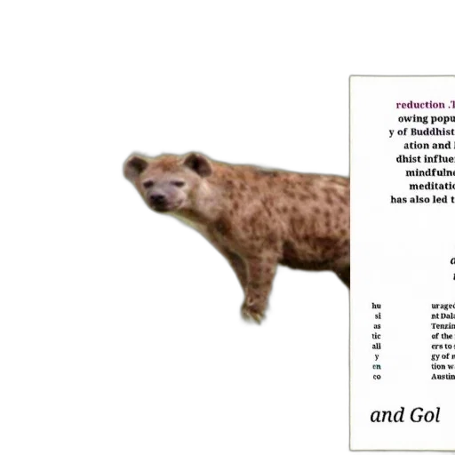 animal, creature, hyena, stands, grassy, field, text, discussing transparent PNG cut-out