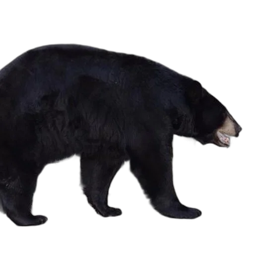 animal, creature, food, weapon, concept art, 3d render, photorealistic, black transparent PNG cut-out