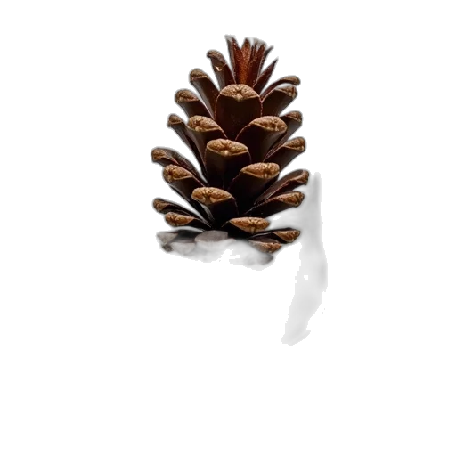 crown, tree, hair, food transparent PNG cut-out