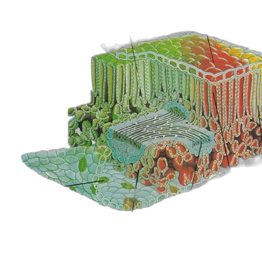 furniture, crown, hat, 3d render, detailed, diagram, leaf, cross-section transparent PNG cut-out