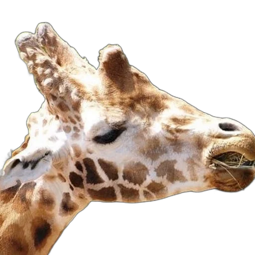 animal, creature, face, mask, photorealistic, 3d render, watercolor, concept art transparent PNG cut-out