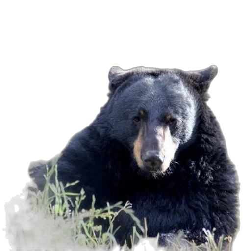 animal, creature, face, staff transparent PNG cut-out