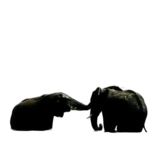animal, concept art, photorealistic, forest, two, elephants, playfully, interacting transparent PNG cut-out