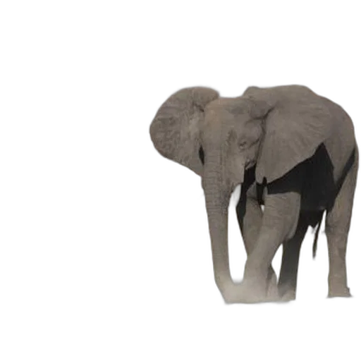 animal, creature, staff, 3d render, concept art, photorealistic, majestic, elephant transparent PNG cut-out