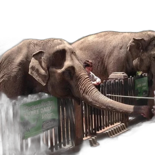 animal, elephant, feeding, available, daily transparent PNG cut-out