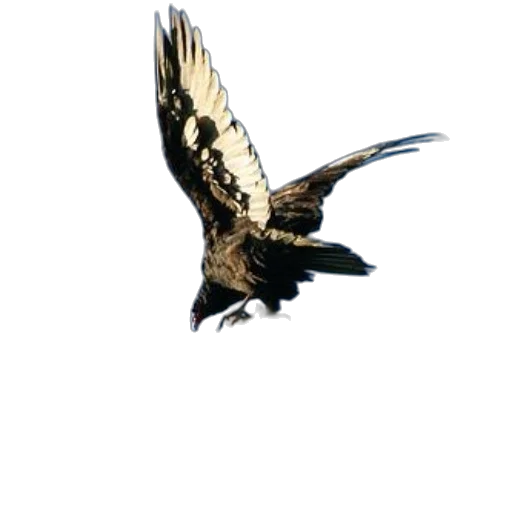 animal, staff, creature, dragon, photorealistic, concept art, 3d render, pixel art transparent PNG cut-out