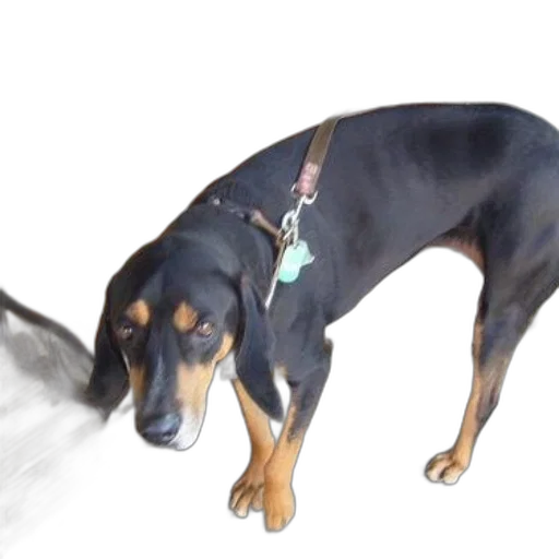 animal, staff, creature, weapon, photorealistic, oil painting, 3d render, watercolor transparent PNG cut-out