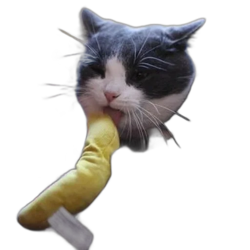 staff, animal, weapon, food, photorealistic, concept art, 3d render, gray transparent PNG cut-out