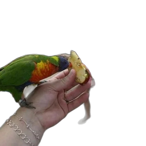 jewelry, animal, creature, food, photorealistic, 3d render, fire, colorful transparent PNG cut-out