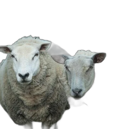 animal, mask, face, creature, 3d render, photorealistic, two, sheep transparent PNG cut-out