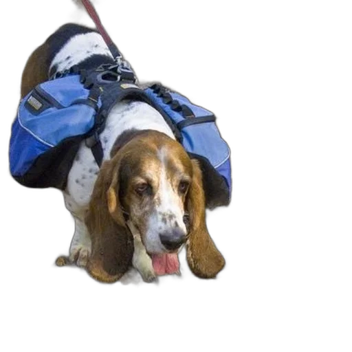 jacket, animal, creature, staff, photorealistic, basset, hound, wearing transparent PNG cut-out