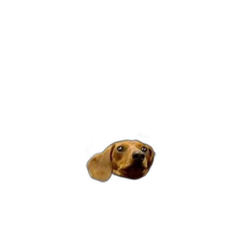 animal, jewelry, creature, face, photorealistic, 3d render, pixel art, concept art transparent PNG cut-out