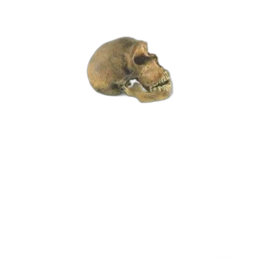 mask, animal, creature, face, 3d render, concept art, photorealistic, pixel art transparent PNG cut-out