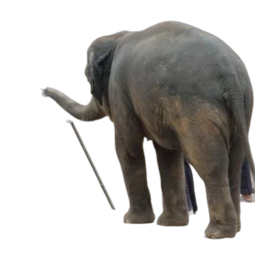 animal, staff, creature, weapon, concept art, photorealistic, 3d render, elephant transparent PNG cut-out