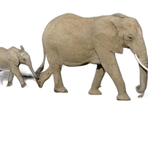 animal, concept art, 3d render, photorealistic, two, elephants, walking, near transparent PNG cut-out