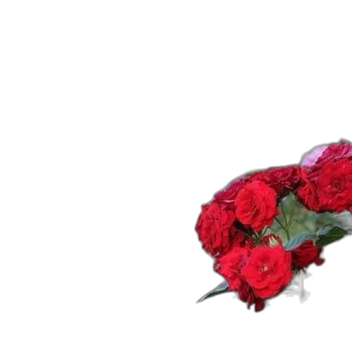 flower, crown, weapon, shoes, 3d render, photorealistic, red, train transparent PNG cut-out
