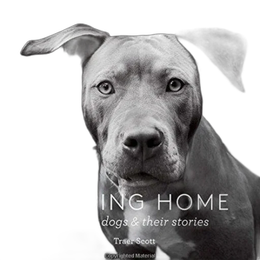 black, white, photograph, dog, text, finding, home, shelter transparent PNG cut-out