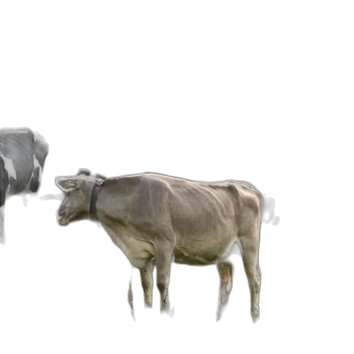 animal, concept art, 3d render, photorealistic, group, cows, field, man transparent PNG cut-out