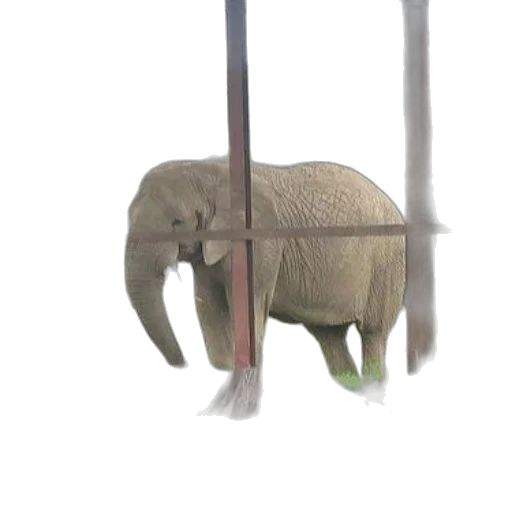 animal, creature, weapon, umbrella, 3d render, concept art, photorealistic, watercolor transparent PNG cut-out
