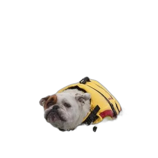 animal, creature, hat, jacket, concept art, photorealistic, 3d render, bulldog transparent PNG cut-out