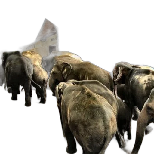 animal, 3d render, concept art, group, elephants, gather, outside, building transparent PNG cut-out