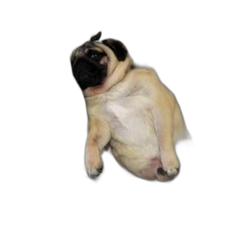 animal, creature, staff, dragon, 3d render, photorealistic, pug, dog transparent PNG cut-out