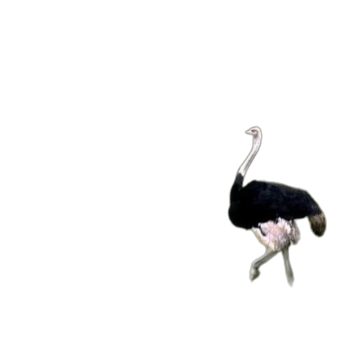 animal, creature, hair, hat, concept art, 3d render, photorealistic, underwater transparent PNG cut-out