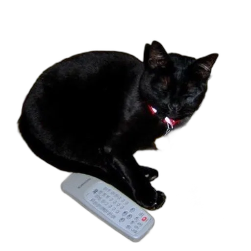 staff, animal, jewelry, weapon, black, cat, red, collar transparent PNG cut-out