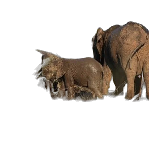 animal, photorealistic, 3d render, concept art, earth tones, family, elephants, including transparent PNG cut-out