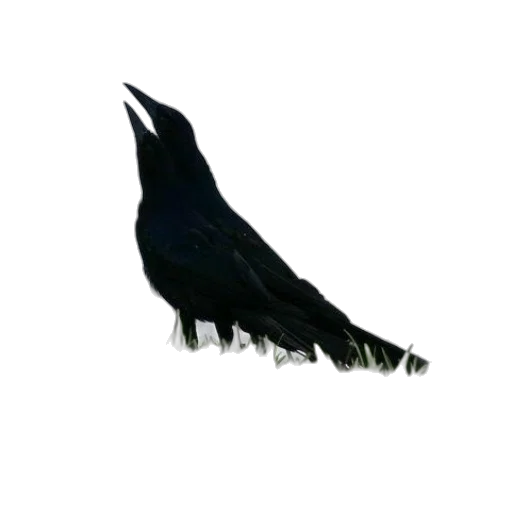 animal, staff, crown, jewelry transparent PNG cut-out