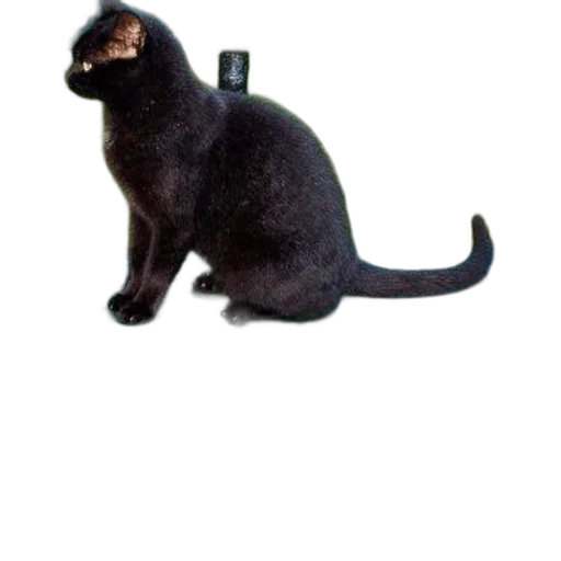 staff, animal, weapon, creature transparent PNG cut-out