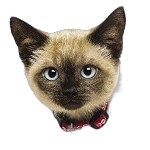 staff, animal, hat, jewelry, photorealistic, 3d render, pixel art, cartoon transparent PNG cut-out