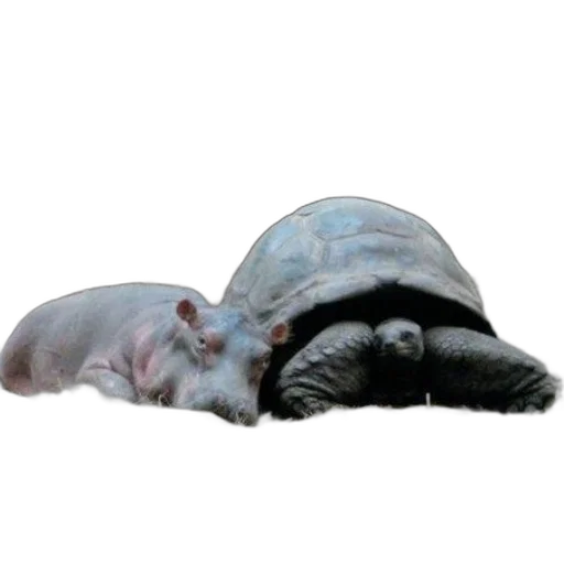 hat, animal, creature, umbrella, photorealistic, concept art, 3d render, underwater transparent PNG cut-out