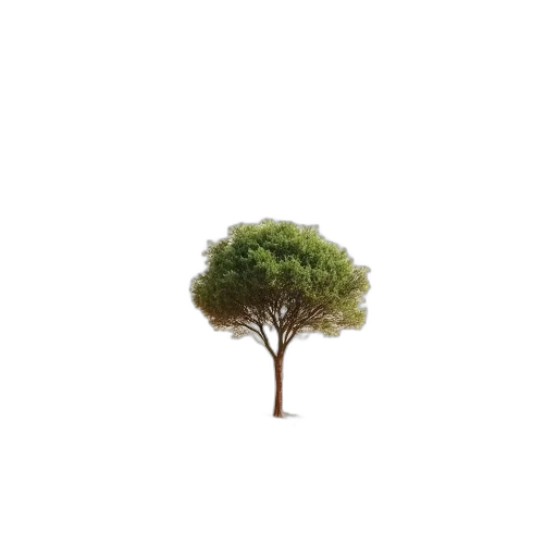 tree, crown, hair, hat transparent PNG cut-out