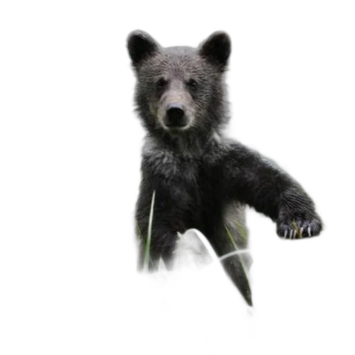 animal, creature, staff, 3d render, concept art, photorealistic, pixel art, young transparent PNG cut-out